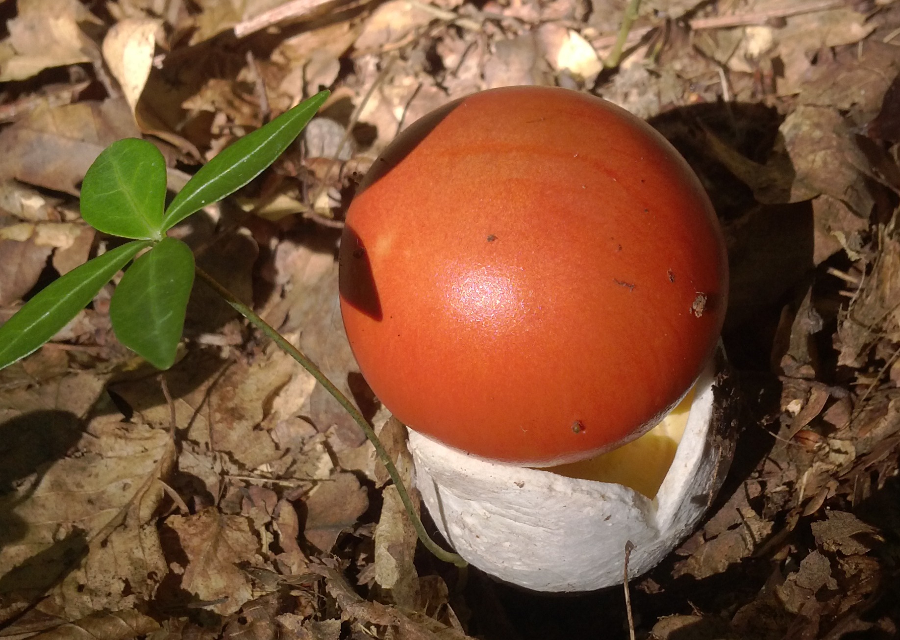 Amanita caesarea выходит из общего покрывала