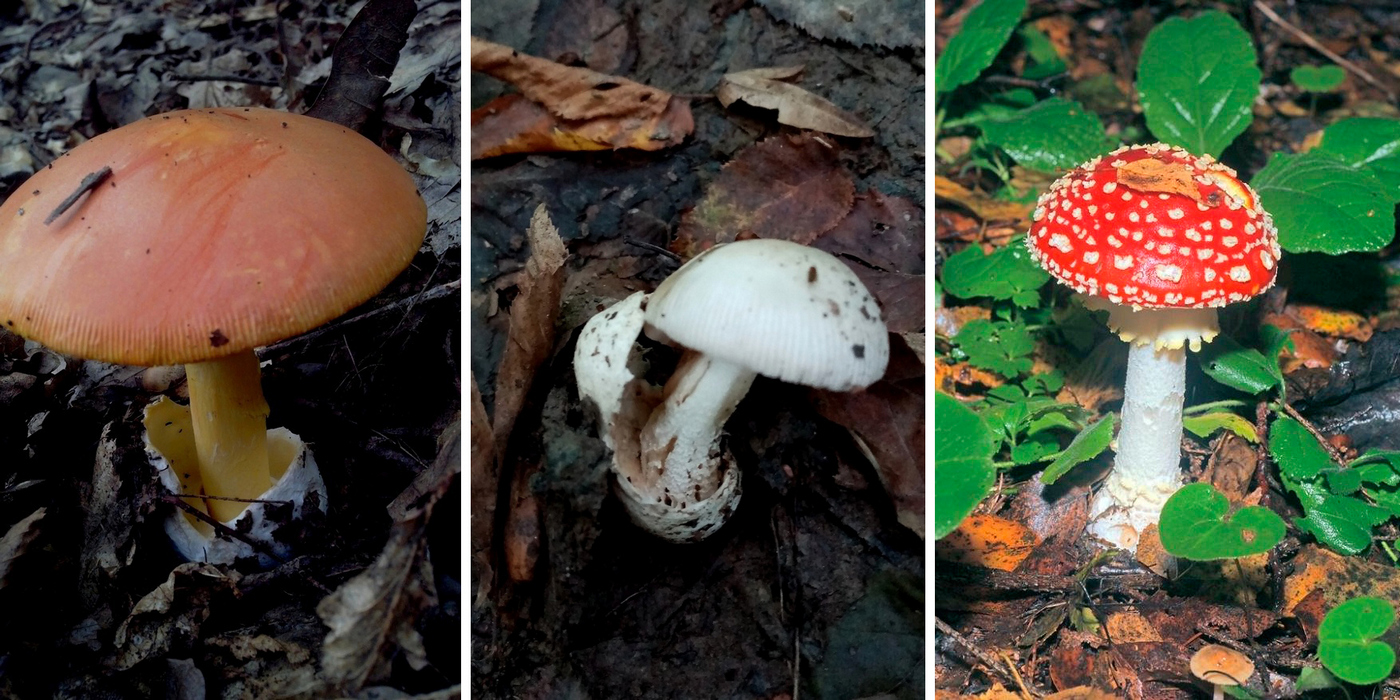 Сравнение мухомора Цезаря с другими Amanita