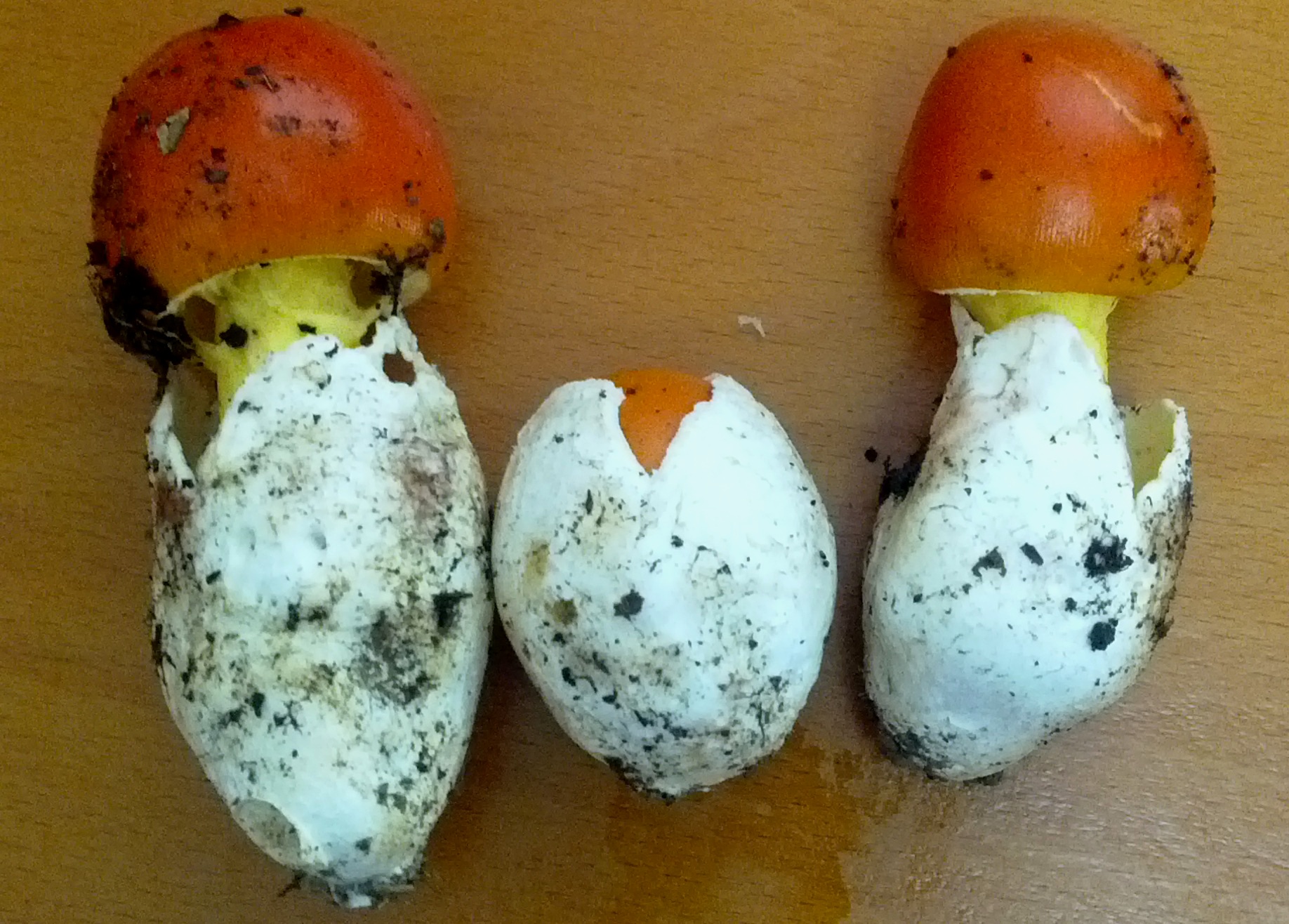 Молодые стадии Amanita caesarea