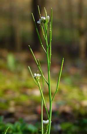 Сердечник шершавый Cardamine hirsuta