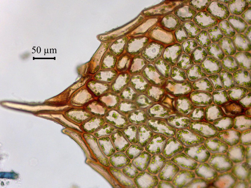 Лист Mnium stellare
