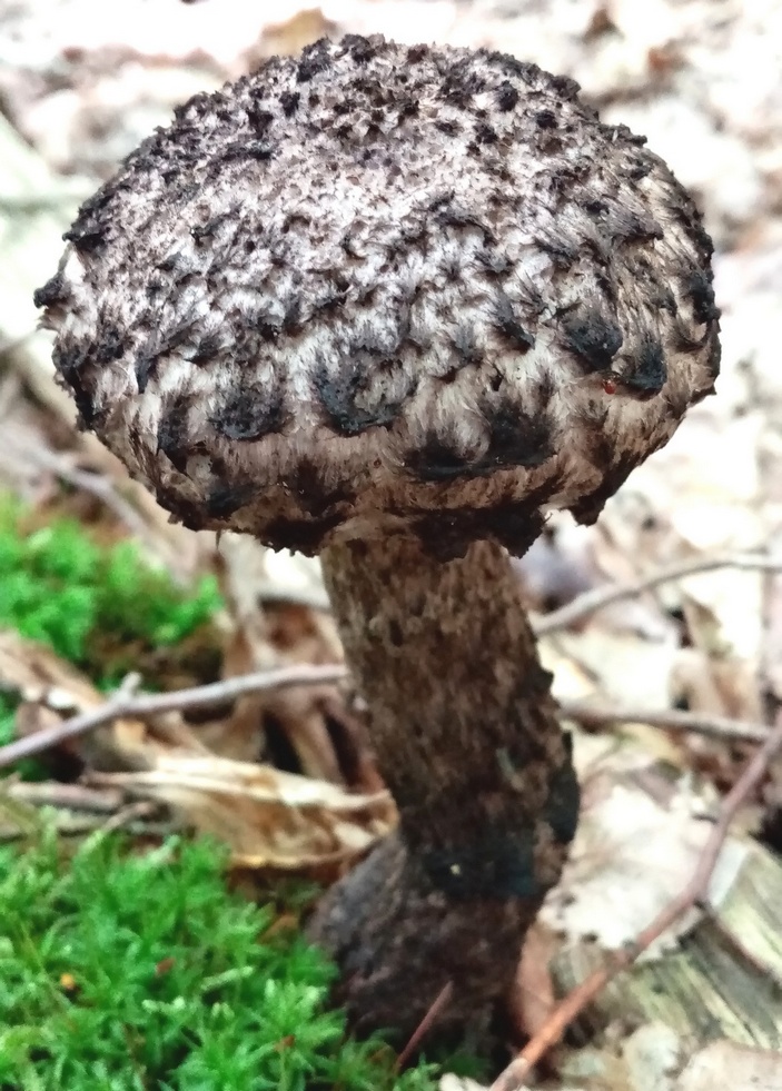 Шишкогриб хлопьеножковый Strobilomyces strobilaceus