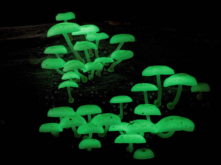Светящиеся плодовые тела Mycena chlorophos