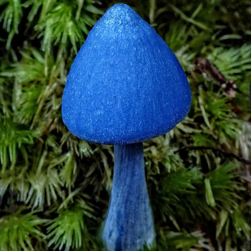 Голубой гриб Entoloma hochstetteri