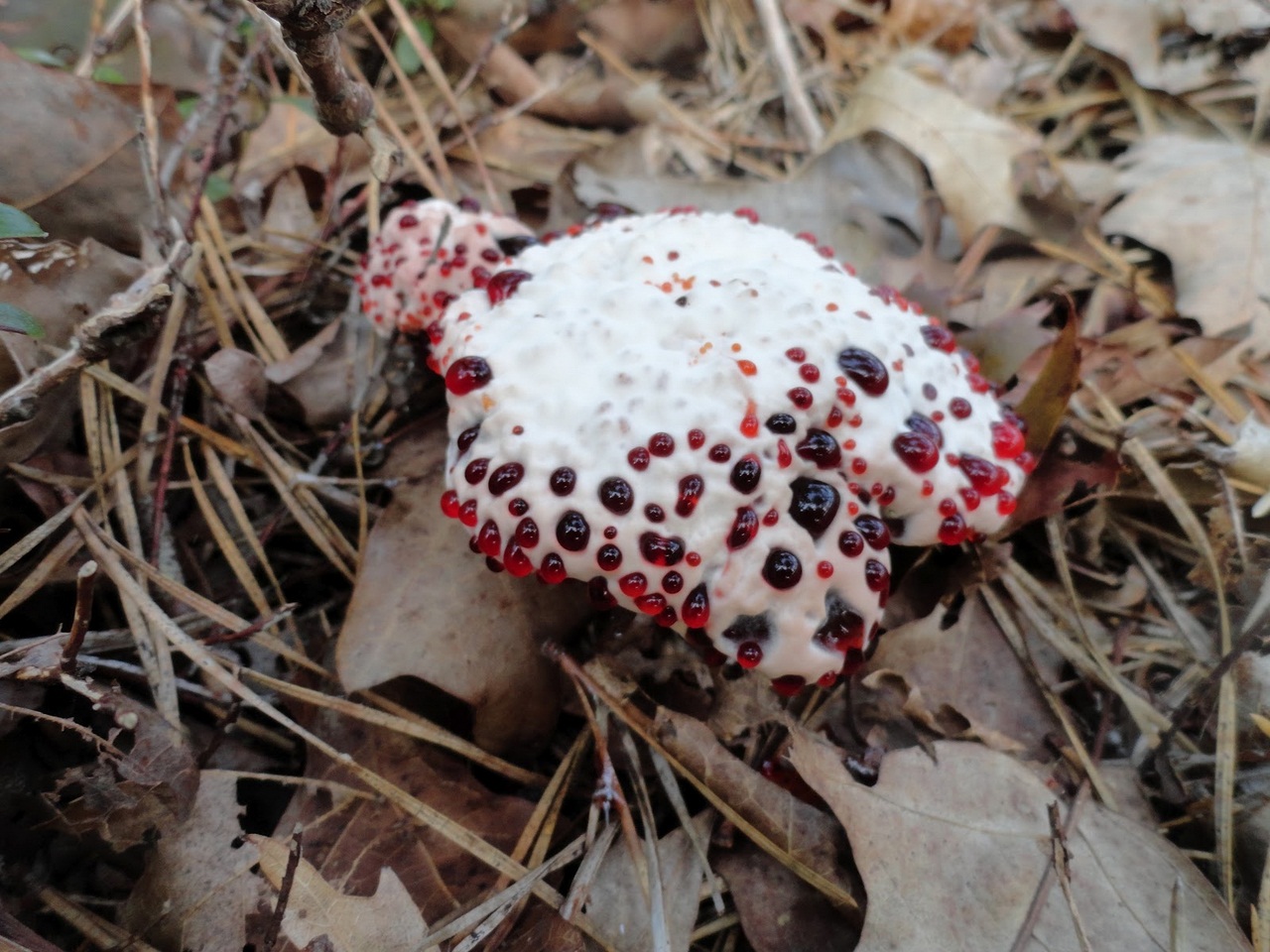 Hydnellum peckii с красными каплями