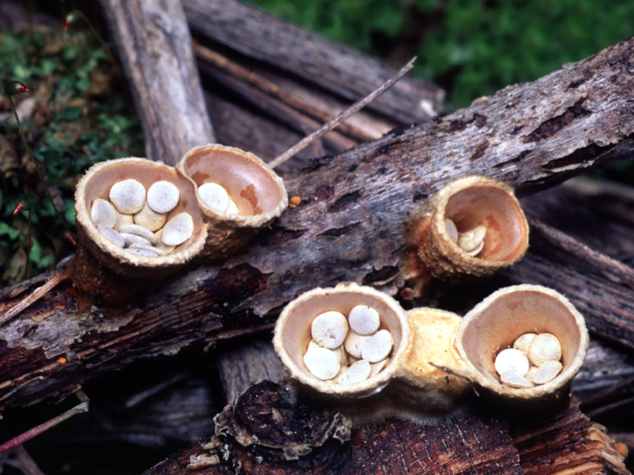 Грибы птичьи гнёзда семейства Nidulariaceae