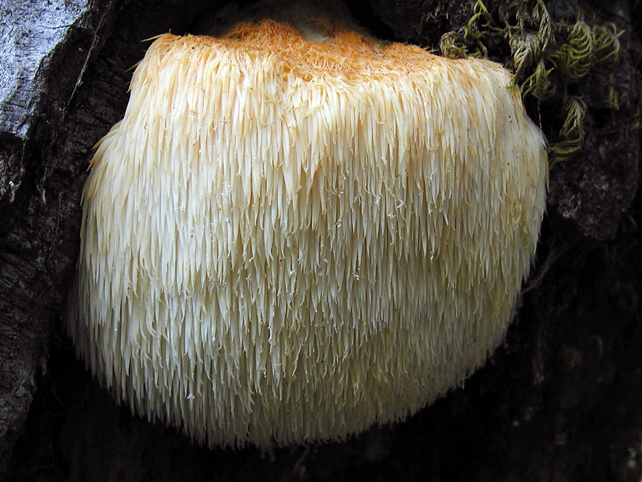 Ежовик гребенчатый Hericium erinaceus