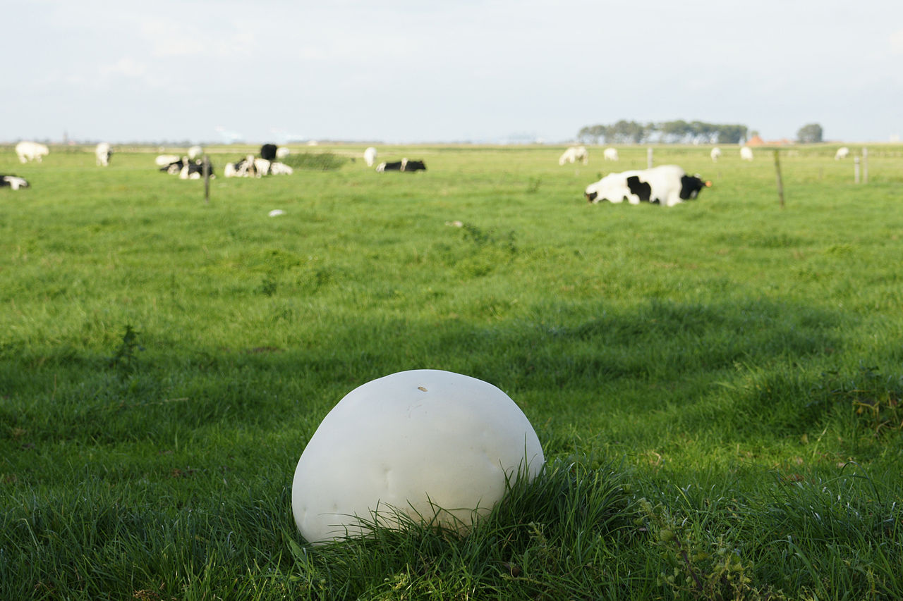 Головач гигантский Calvatia gigantea