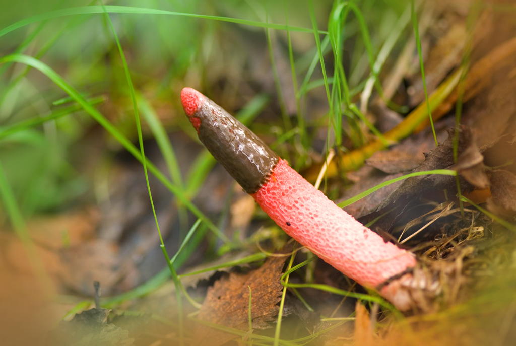 Mutinus caninus