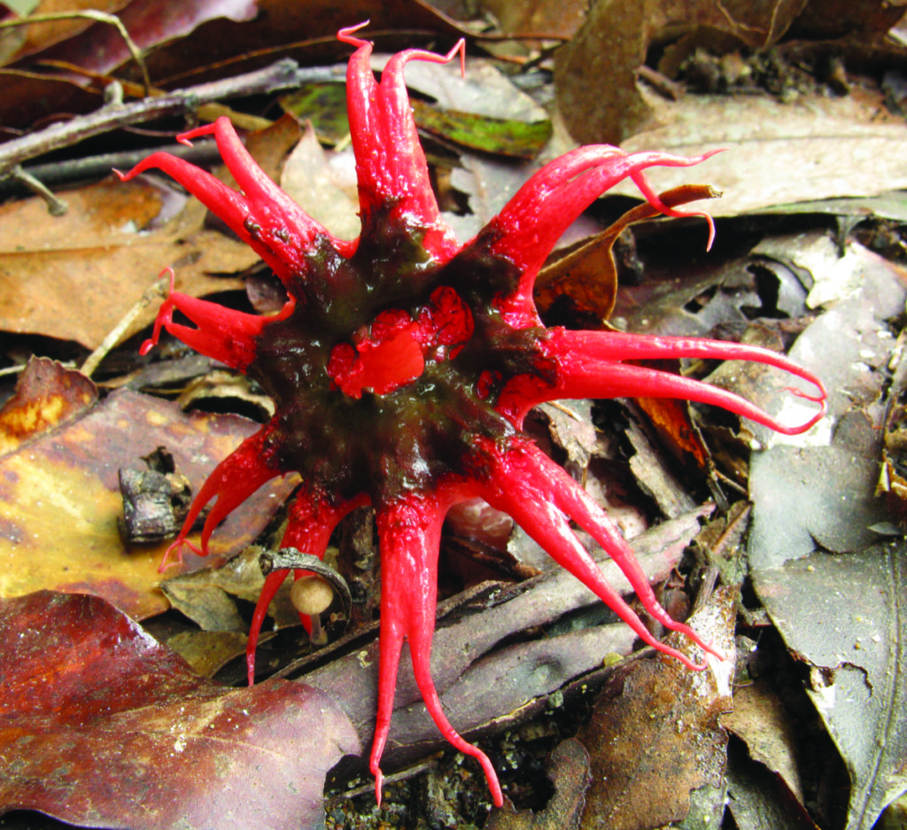 Aseroe rubra