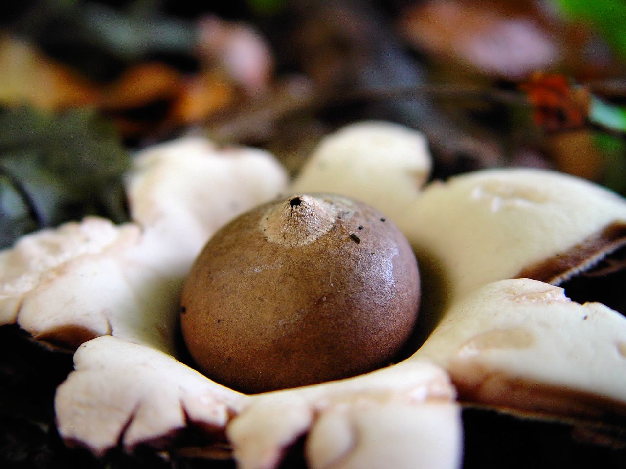 Земляная звезда Geastrum