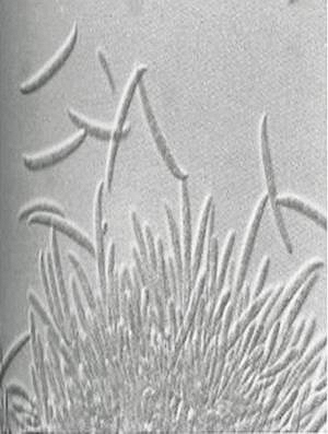 Споры Fusarium