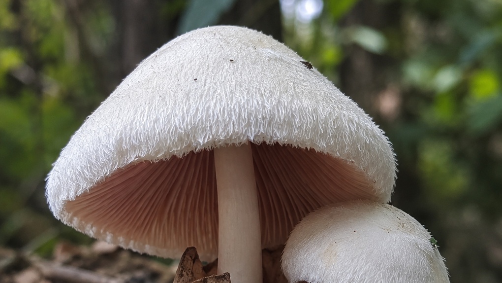 Вольвариелла шелковистая